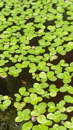 duckweed