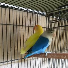 Love Birds Breeder pair with DNA certificate 03317862112