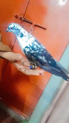 2  hand tame pegion for sale