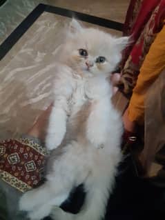 kitten for sale