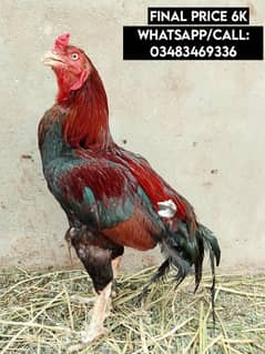 Aseel Pair For sale || Heera Shamo Thai Kandari mianwali sindhi lasani