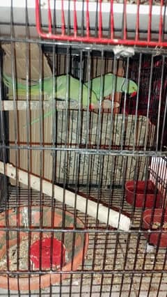 parrot