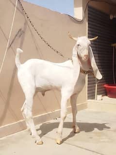 gulabi bakra, breeder male, Kheera bakra.