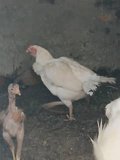 full white aseel hen for sale