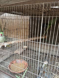 kasmiri raw pait