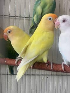 Birds Available For sale in Reasonable Price