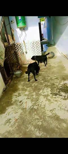 Labrador pair for sale