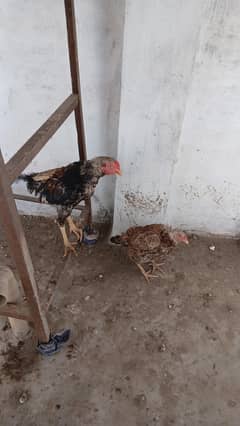 Murga murgi ka pair Murgi Ande deti hai