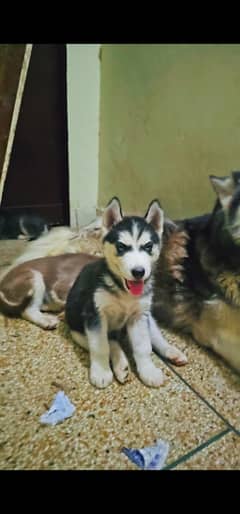 Siberian