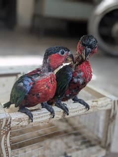 Black cap lorry chicks 45 days age