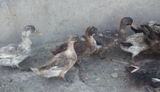 Dasi Duck