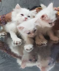 kittens