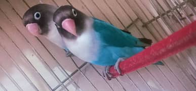 LoveBird with Cage