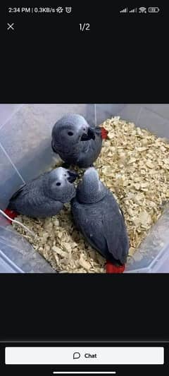 African grey parrot for sale age 3 month