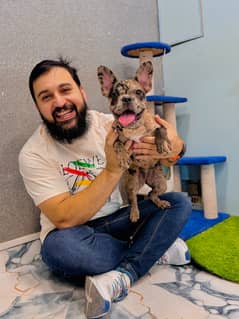 French BullDog