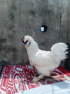 silkie