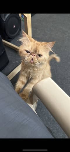 Beautiful Peki Face Persian Cat