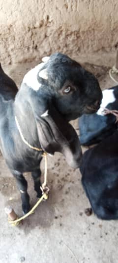 ma Sha Allah 02 bakra . . . amarsiar beetle 03417508549