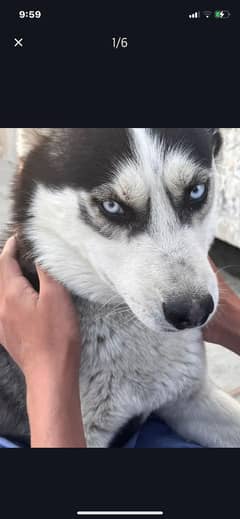 siberian husky