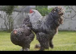 Light bharama- and blue - coco bharama chick's available