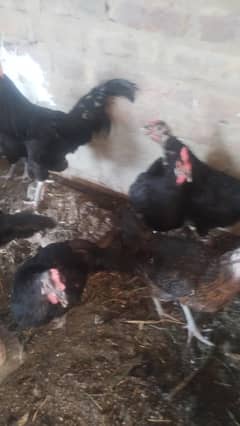 ak misri or 5 Australorp murghi or ak murgah