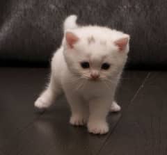 White persian kitten