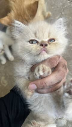 Persian female kitten 2 months