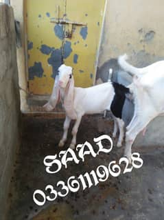 Gulabi Bakri