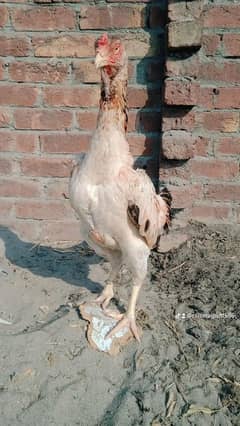 shamoo aseel murgi awalibale