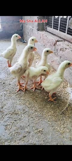 White Oh Shamo | king size shamo | Shamo Chicks | Shamo aseel | Shamo