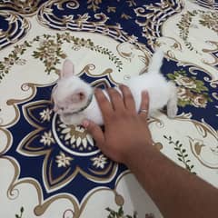 2 month old kitten male