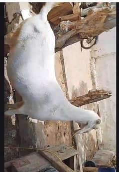 goats female