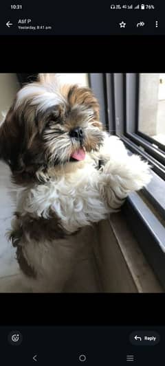 Shihtzu