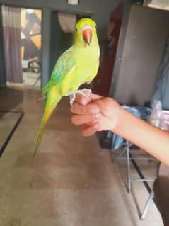 birds with cage