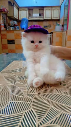 kitten's