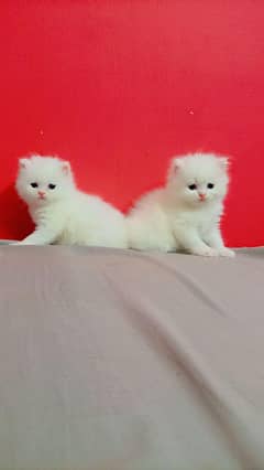 cute little furr babies