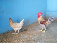 Native Chicken Pair