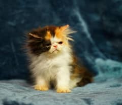 Persain kittens/ triple coated / fluffy / piki facepunch face kittens