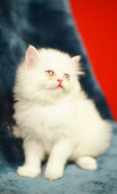 Persain kittens/ triple coated / fluffy / piki facepunch face kittens