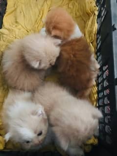 persia cats treeple coat age 2 week