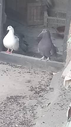 pigeons