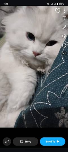 persian