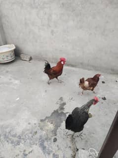 1 male 2 female