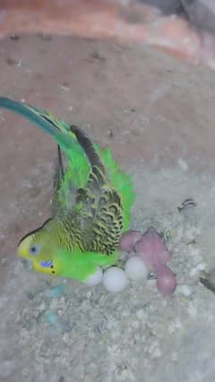 Bajri Australian budgie & dove Available