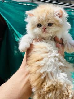 Cat Persian | cat baby | kittens | Blue eyes | ωatsap ʘƷƷƷ୨51୨ʘƷ8"