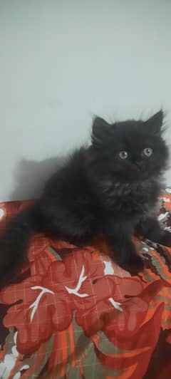 Black female kitten 3 months