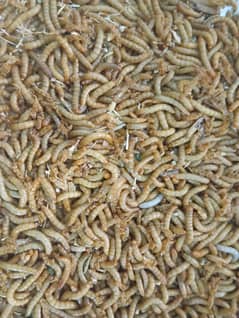 mealworms