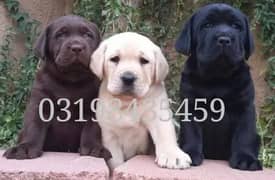 Labrador puppies 03198435459