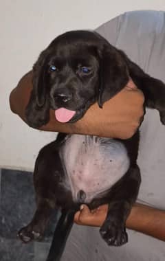 Labrador