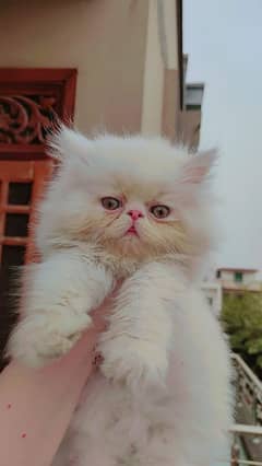 Cat Persian | cat baby | kittens | Blue eyes | ωatsap ʘƷƷƷ୨51୨ʘƷ8'